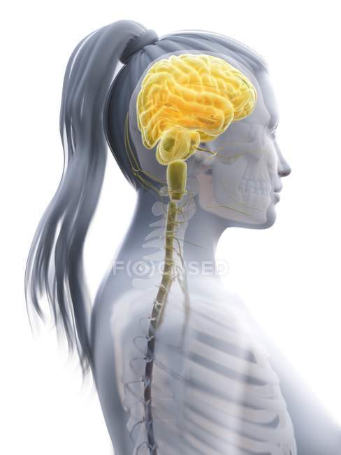 Cerebro coloreado en el cuerpo femenino, ilustración por computadora
. - foto de stock