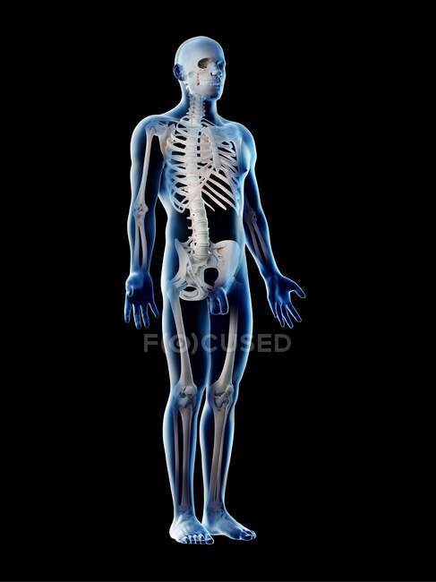 Squelette et ligaments masculins dans un corps transparent, illustration par ordinateur . — Photo de stock