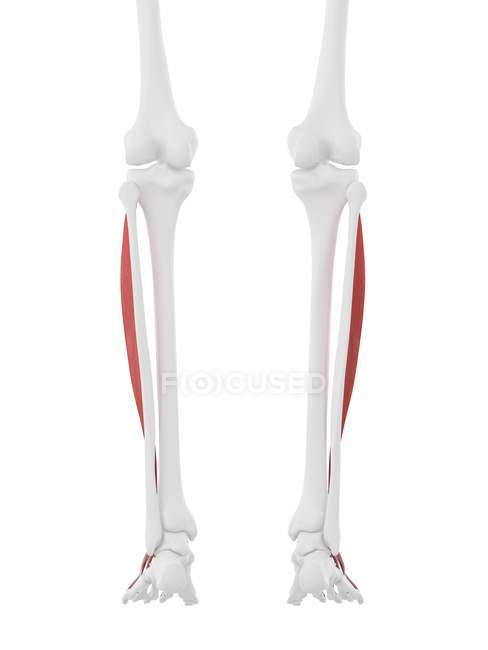 Parte dello scheletro umano con dettagliato muscolo rosso Extensor digitorum longus, illustrazione digitale . — Foto stock