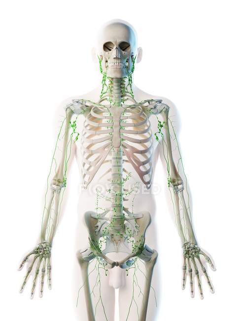Abstrakter männlicher Körper mit sichtbarem Skelett und Lymphsystem, Computerillustration. — Stockfoto