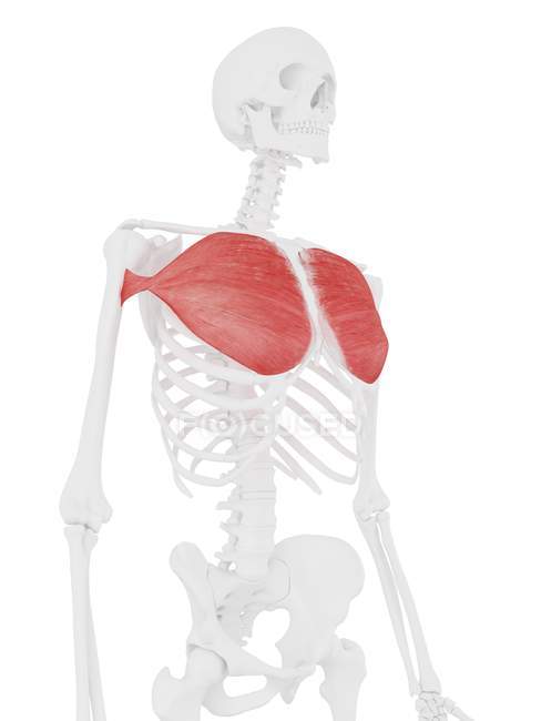 Human skeleton with red colored Pectoralis major muscle, digital illustration. — Stock Photo