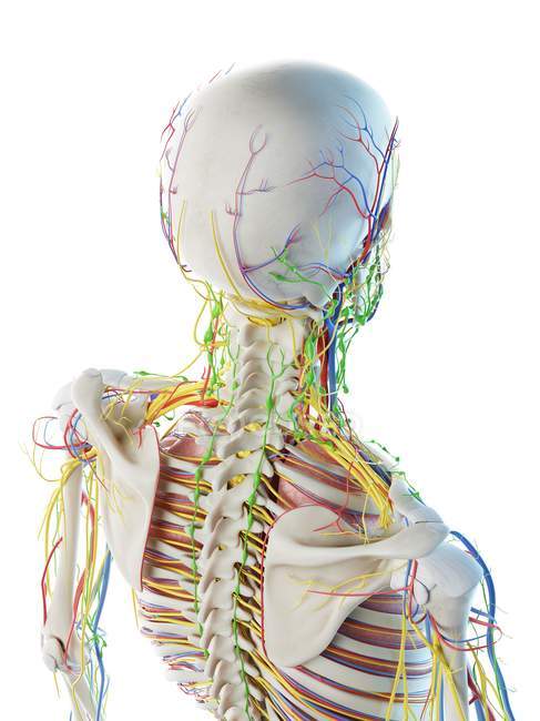 Anatomía de cabeza y cuello masculina, ilustración digital . - foto de stock