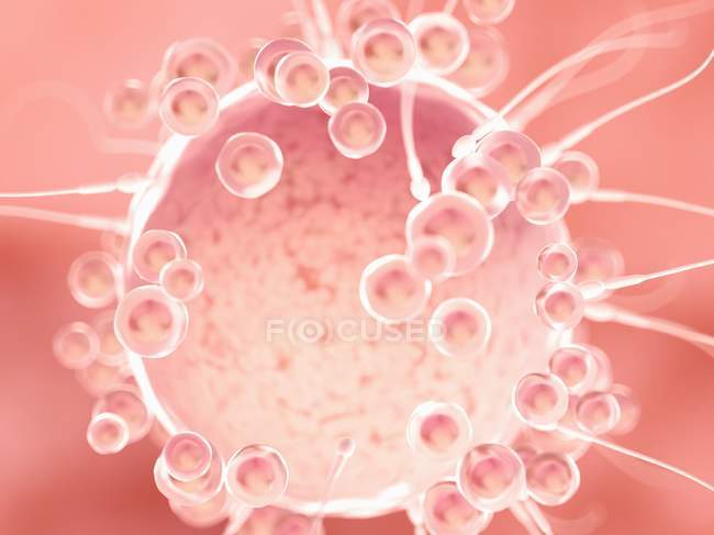 Fertilización de óvulos con espermatozoides, ilustración digital
. - foto de stock