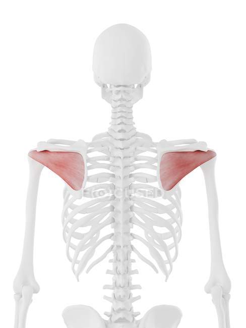 Esqueleto humano com músculo Infraspinatus vermelho detalhado, ilustração digital . — Fotografia de Stock