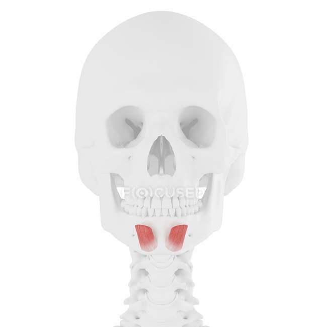 Squelette humain avec muscle Mentalis de couleur rouge, illustration numérique . — Photo de stock