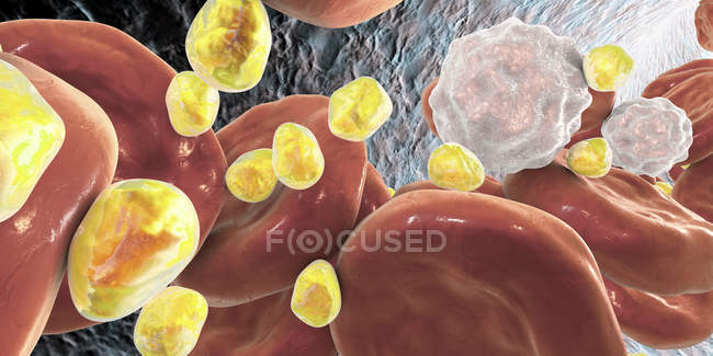 Цифровая иллюстрация шаров липидов холестерина в кровеносных сосудах
. — стоковое фото