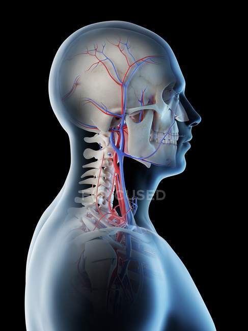 Vasos sanguíneos de cabeça e pescoço humanos, ilustração digital . — Fotografia de Stock