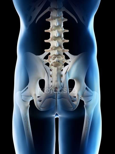 Silueta masculina abstracta con huesos de caderas, ilustración por ordenador . - foto de stock