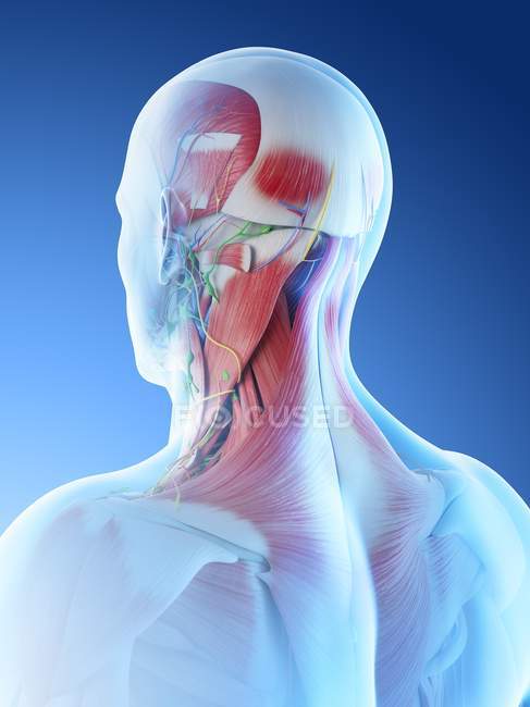 Músculos da cabeça e pescoço masculinos, ilustração computacional . — Fotografia de Stock