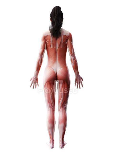 Cuerpo femenino con musculatura visible, ilustración digital . - foto de stock