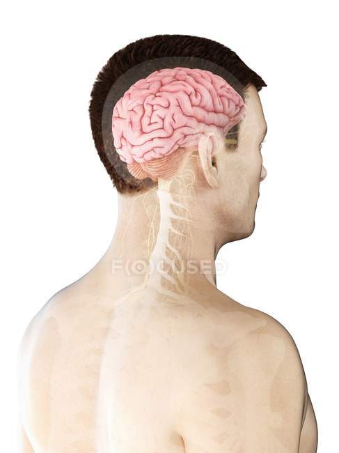 Cuerpo masculino con cerebro visible, ilustración digital
. - foto de stock