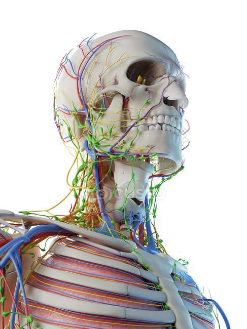 Anatomia da cabeça e pescoço masculino, ilustração digital . — Fotografia de Stock
