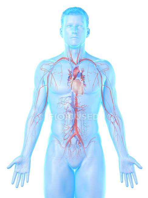 Чоловіче тіло з видимою судинною системою, комп 