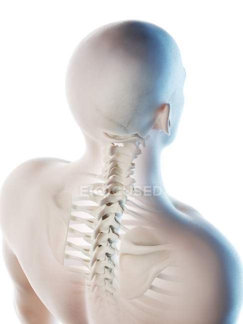 Huesos masculinos abstractos del cuello, ilustración de la computadora . - foto de stock