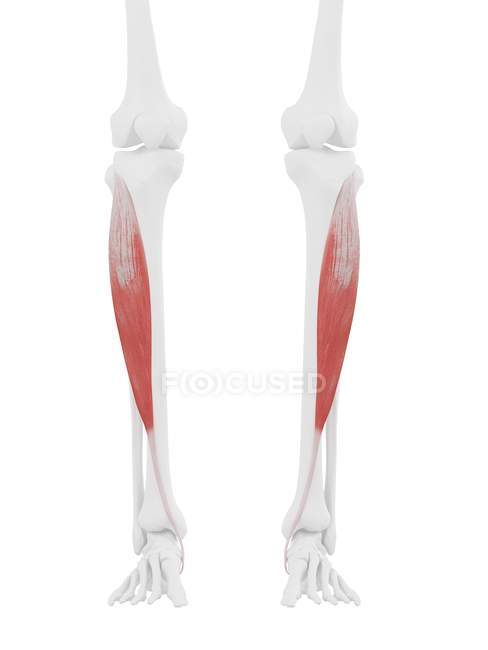 Modelo de esqueleto humano con músculo anterior Tibialis detallado, ilustración por computadora . - foto de stock