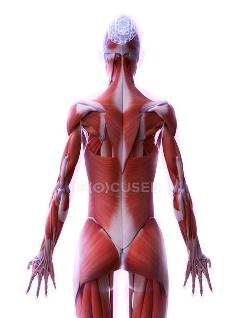 Realistische Struktur der weiblichen Muskulatur, digitale Illustration. — Stockfoto
