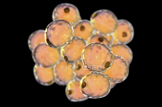 Células de grasa, ilustración informática - foto de stock