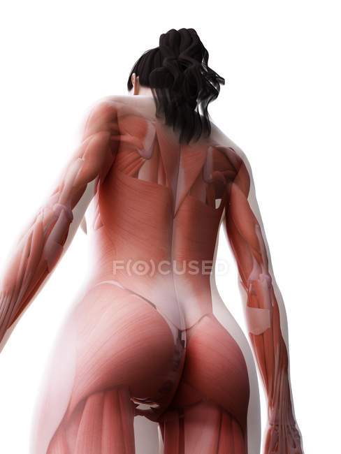 Corps féminin avec musculature visible, illustration numérique . — Photo de stock