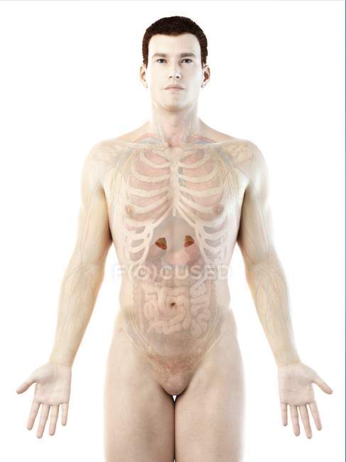 Männlicher Körper mit Nebennieren, Computerillustration. — Stockfoto