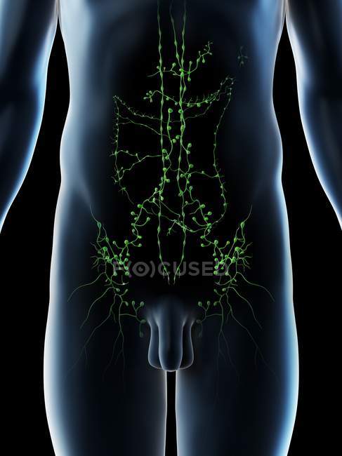 Ganglions lymphatiques abdominaux dans le corps masculin, illustration par ordinateur . — Photo de stock