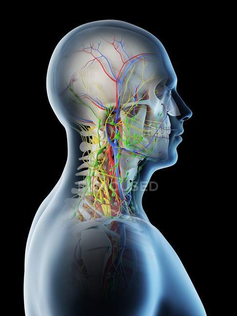 Anatomia della testa e del collo maschile, illustrazione digitale . — Foto stock