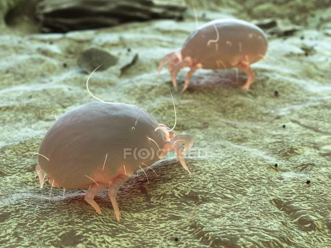 Кольорова цифрова ілюстрація паразитичних пилових кліщів . — стокове фото