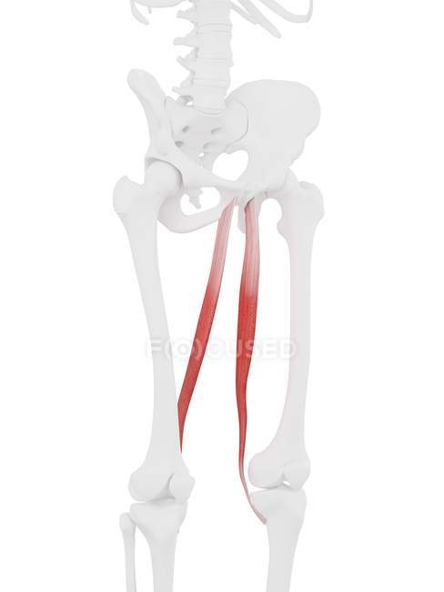 Esqueleto humano con músculo Gracilis rojo detallado, ilustración digital . - foto de stock
