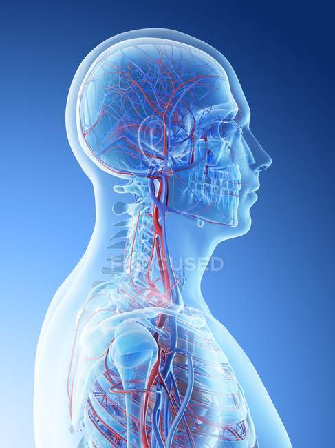 Vasi sanguigni della testa e del collo umani, illustrazione digitale . — Foto stock