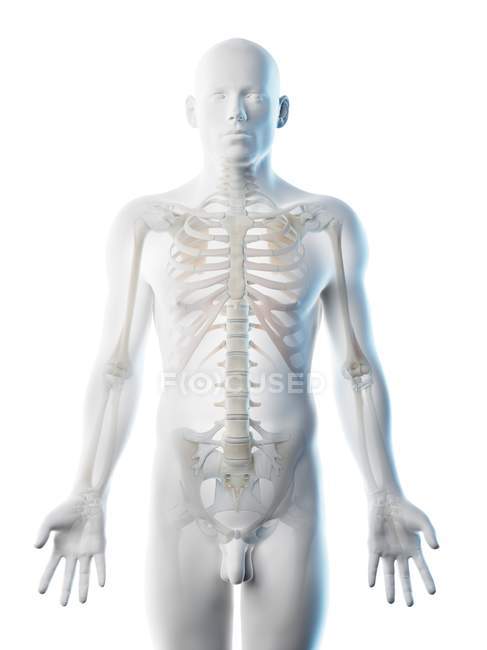 Silueta masculina con huesos visibles de la parte superior del cuerpo, ilustración por ordenador
. - foto de stock