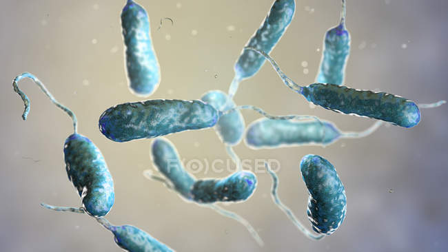 Vibrio vulnificus batteri trovati in acqua di mare, illustrazione computer colorato . — Foto stock