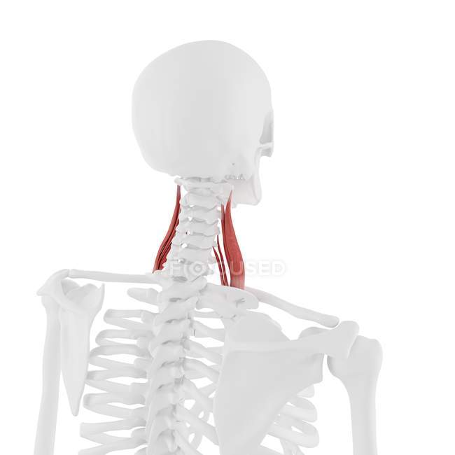 Человеческий скелет с детальной красной средней скаленовой мышцей, цифровая иллюстрация . — стоковое фото
