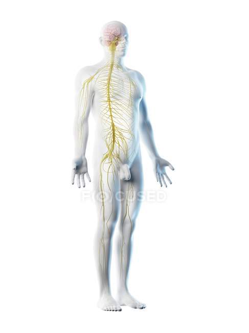 Sistema nervioso masculino en silueta corporal, ilustración por ordenador
. - foto de stock
