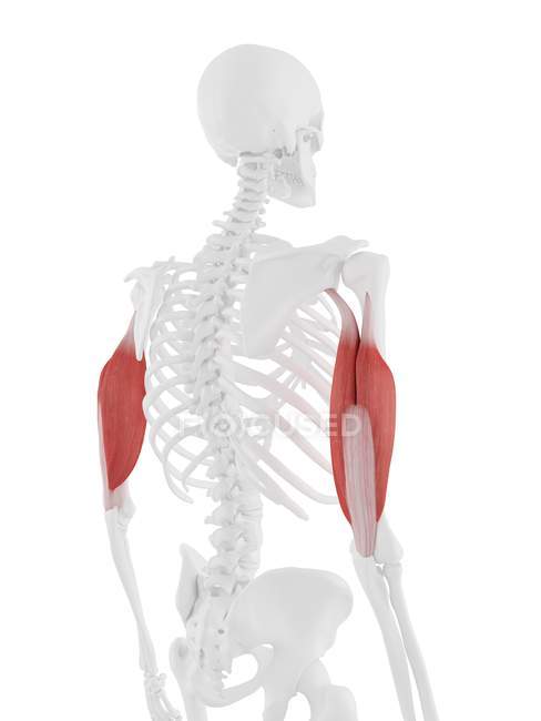Modelo de esqueleto humano com músculo Triceps detalhado, ilustração computacional
. — Fotografia de Stock