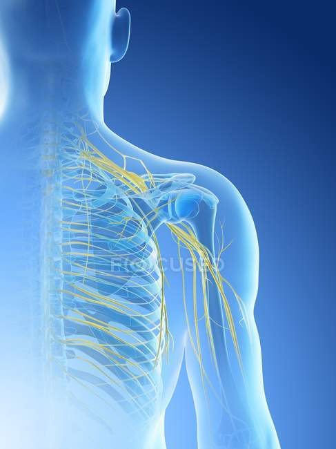 Anatomia de nervos de ombro em silhueta de corpo masculino, ilustração de computador . — Fotografia de Stock