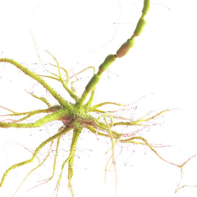 Зелена кольорова нервова клітина на білому тлі, цифрова ілюстрація . — стокове фото