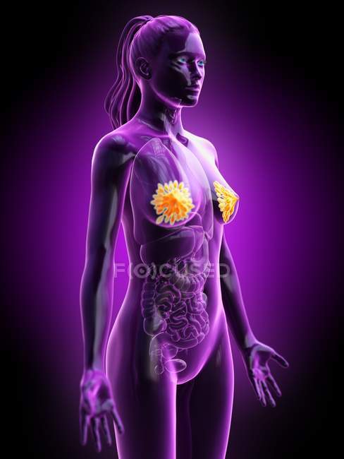 Silueta femenina que muestra la anatomía del pecho, ilustración digital . - foto de stock