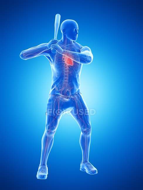 Anatomía del jugador de béisbol con corazón visible, ilustración por computadora . - foto de stock