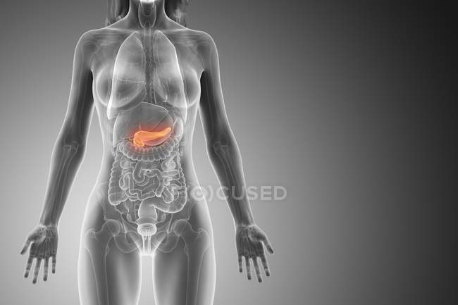 Pancreas colorato nel modello femminile anatomico, illustrazione digitale . — Foto stock