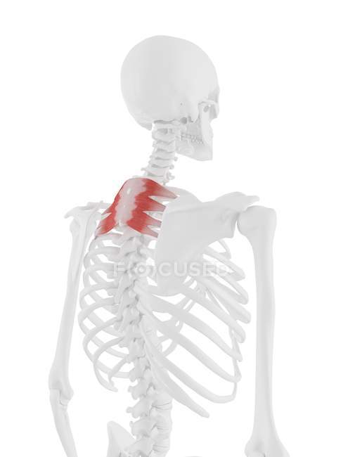 Esqueleto humano con músculo Serratus posterior superior de color rojo, ilustración digital . - foto de stock