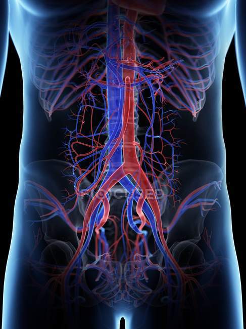 Sistema vascolare addominale nel corpo maschile, illustrazione del computer . — Foto stock