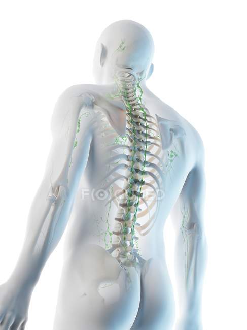 Cuerpo masculino anatómico mostrando esqueleto y sistema linfático, ilustración digital . - foto de stock