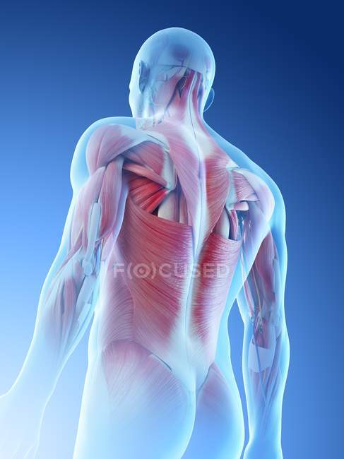 Männliche Rückenmuskulatur, Tiefansicht, Computerillustration. — Stockfoto