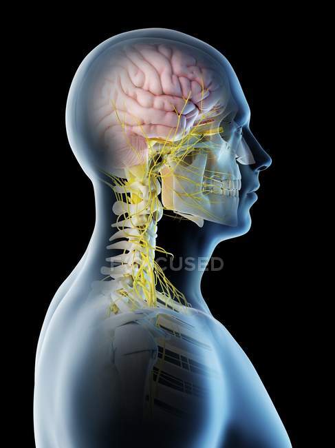 Cuerpo masculino con cerebro visible en vista lateral, ilustración digital
. - foto de stock