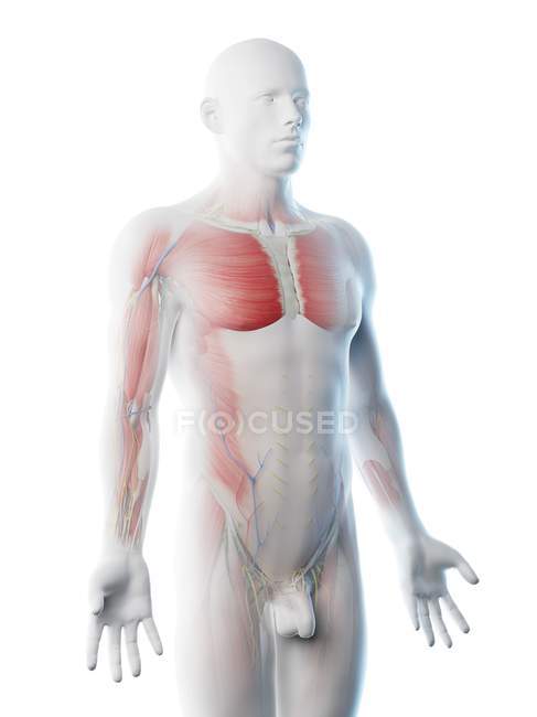 Anatomie und Muskulatur des männlichen Oberkörpers, Computerillustration. — Stockfoto