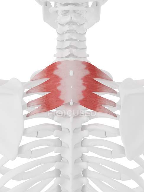 Esqueleto humano con músculo Serratus posterior superior de color rojo, ilustración digital . - foto de stock