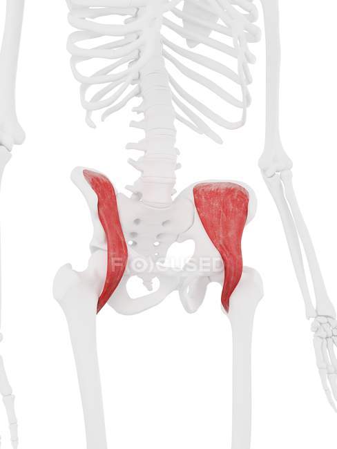 Esqueleto humano con músculo Iliacus rojo detallado, ilustración digital . - foto de stock