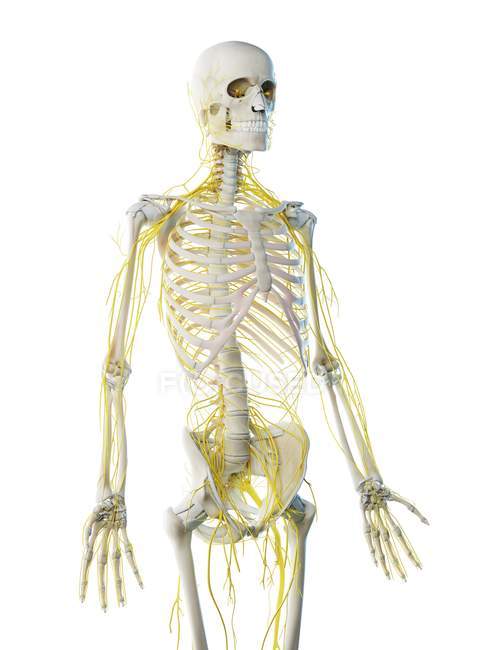 Male nervous system in abstract skeleton, computer illustration. — Stock Photo