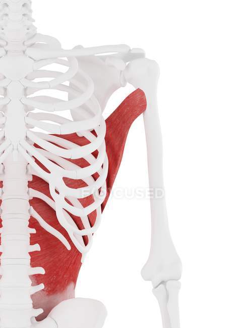 Esqueleto humano con detallado músculo rojo Latissimus dorsi, ilustración digital
. — Stock Photo