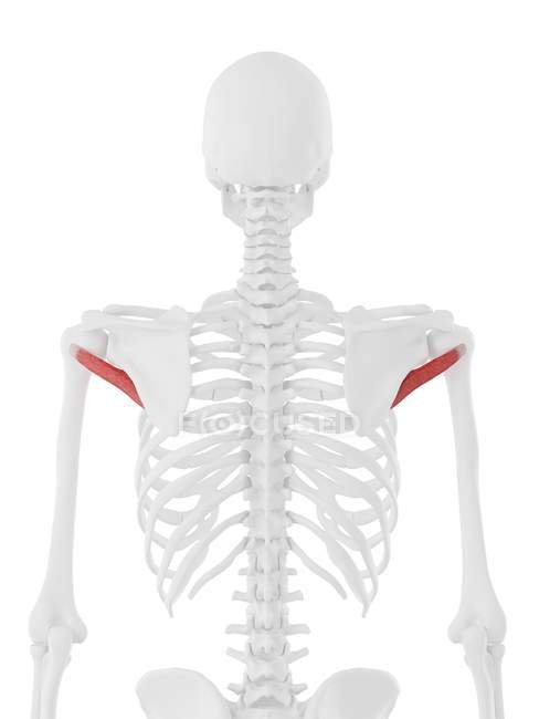 Скелет людини модель з докладним Teres незначні м'язи, комп'ютерна ілюстрація. — стокове фото