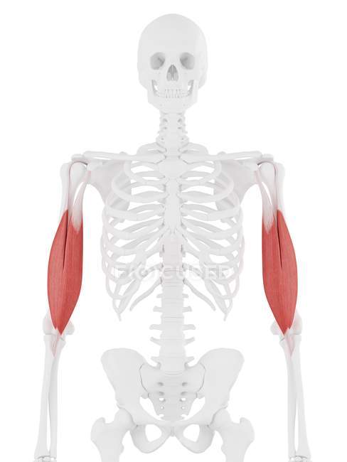 Menschliches Skelettstück mit detailliertem roten Bizeps-Brachii-Muskel, digitale Illustration. — Stockfoto